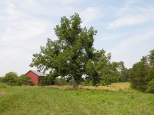 Maintaining old surviving trees