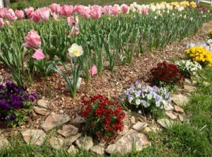 Tulips in Keswick, Virginia